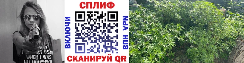 Каннабис SATIVA & INDICA Зуевка